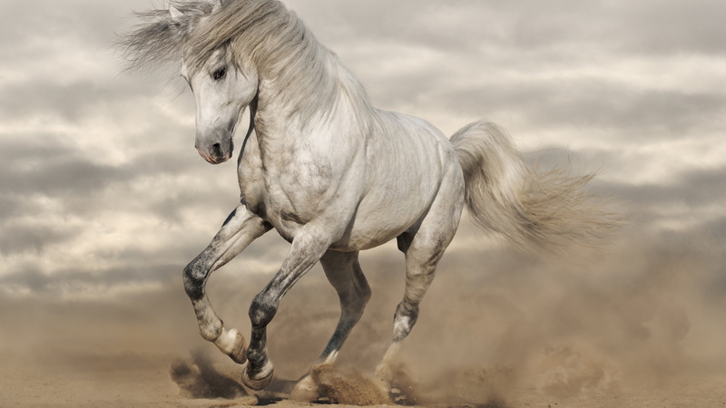 8k, running, white, 8K, horse