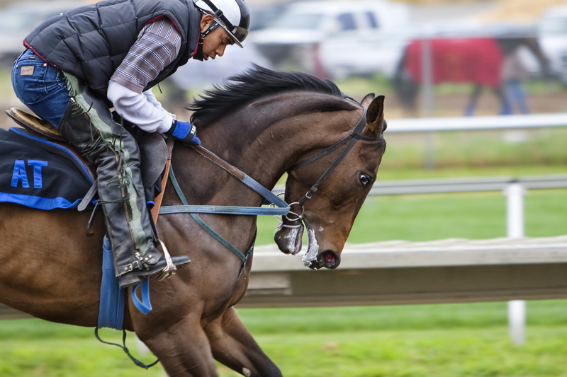 2K, top, man in black, one animal, mammal, riding, animal, riding horse, vertebrate, animal wildlife, real people, white top, day, one person, herbivorous