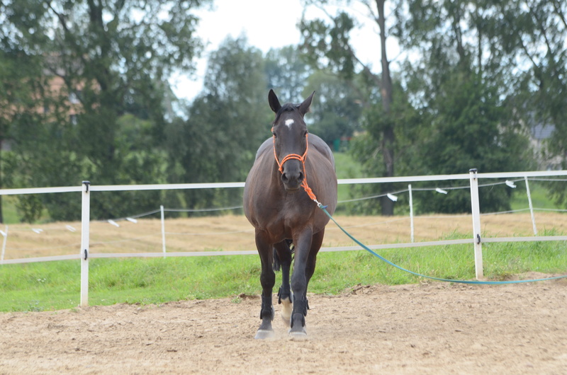 steed, pet, plant, konik, 4K, land, ranch, barrier, sport, livestock, bay horse, mare, catwalk, riding, mount, animal wildlife, horse head, mammal, horse
