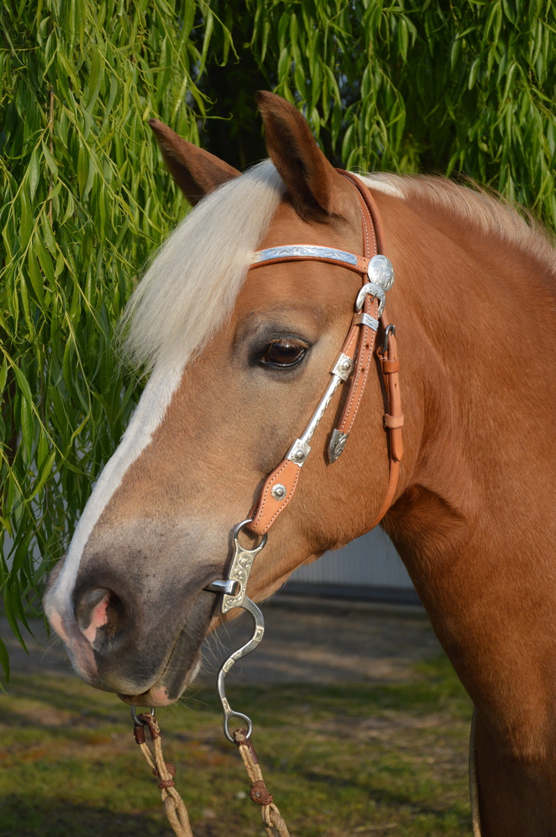 horse head, horse, attention, grass, white horse, livestock, no people, animal head, mammal, outdoors, land, vertebrate, day, domestic, animal wildlife