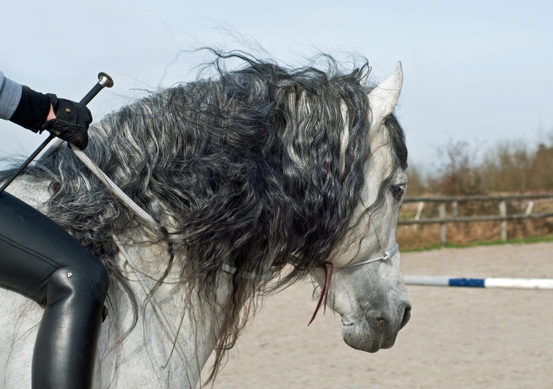 day, outdoors, white, head, close-up, nature, 4K, animal head, sky, wet, motion, animal wildlife, water, hairstyle, horse, people, land, vertebrate, herbivorous