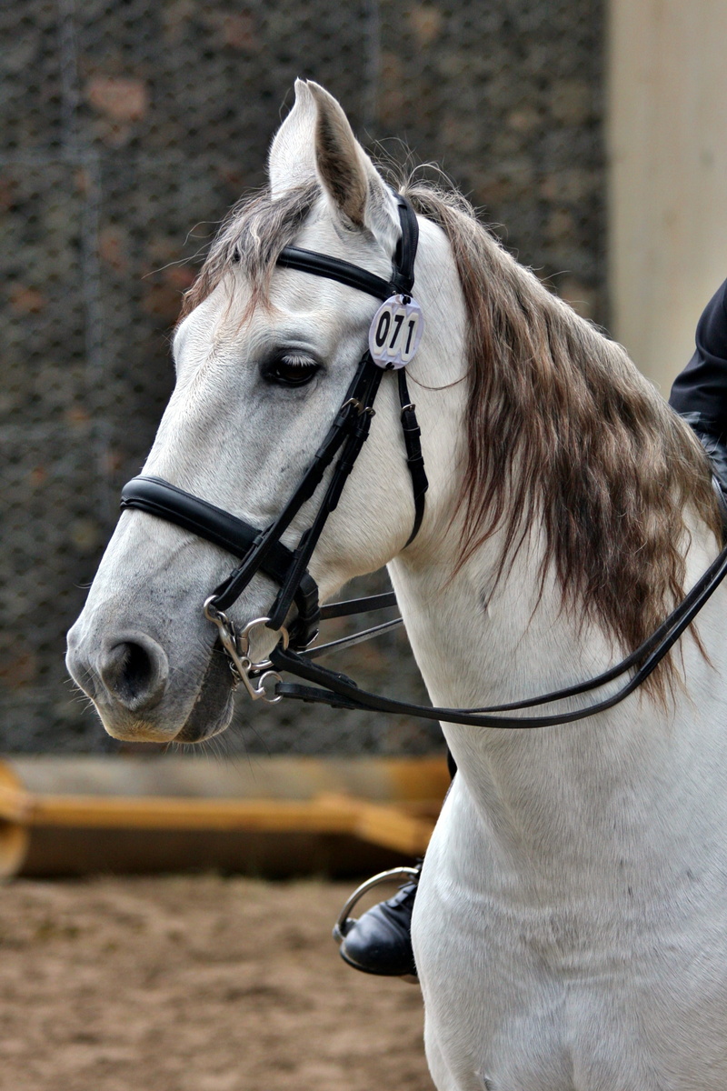 bit, day, reins, 2K, gray, domestic animals, horses, grey, mane, vertebrate, animal themes, horse, one animal, no people, equestrian, herbivorous, pets