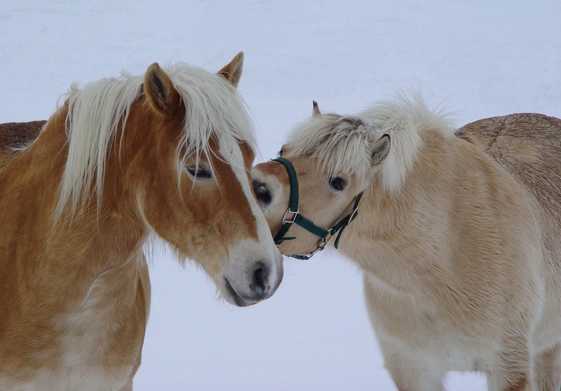 snow, nostrils, animal portraits, horses, mammal, agriculture, herbivorous, mane, day, profile view, race, togetherness, 2K, Brown, affection, two animals