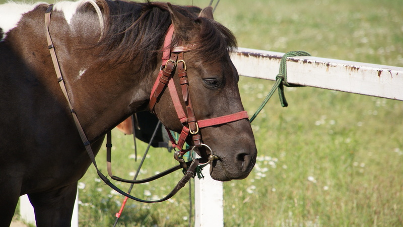 riding, Bridle, Head, animal, pets, animal head, livestock, ointment, day, animal wildlife, mammal, herbivorous, the reins, land, working animal, harness