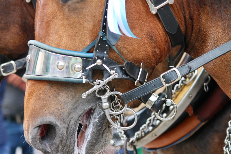day, herbivorous, horse head, mammal, close-up, monteaura, riding, pferdeportrait, domestic, animal wildlife, decorated, pets, 4K, vertebrate, animal