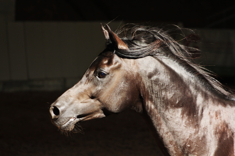 macro shot, nostrils, black, side view, horse, close-up, 5K, animal body part, pets, vertebrate, animal, livestock, ride, horse head, black horse, macro