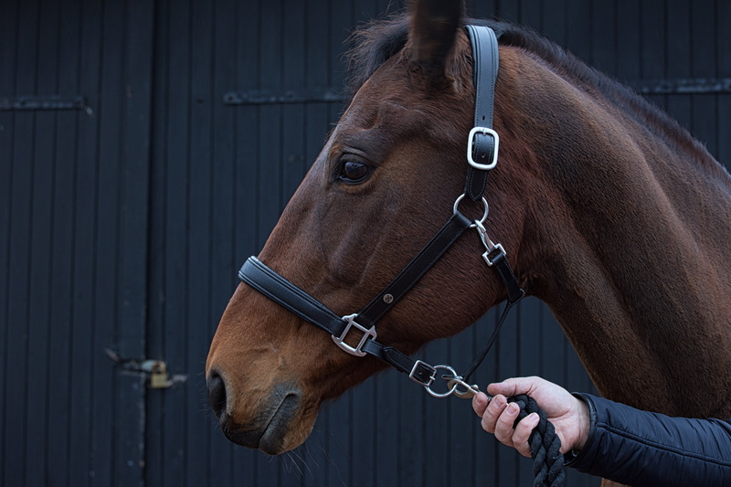 animal, domestic, countryside, harness, herbivorous, leather, working animal, animal body part, horseback riding, pets, animal themes, horse, domestic animals