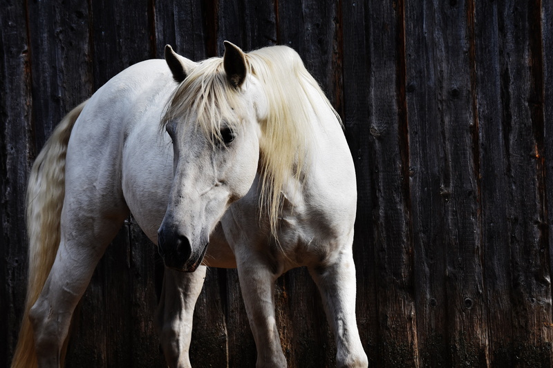 standing, nature, outdoors, bridle, herbivorous, wood - material, animal, animal wildlife, mammal, stall, pets, white, white horse, horse, domestic, animal themes