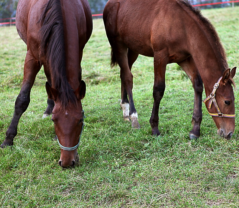 domestic, livestock, mammal, group of animals, no people, horses, bridle, 4K, the color of the horse, care, coat, agriculture, the mane, plant, halter