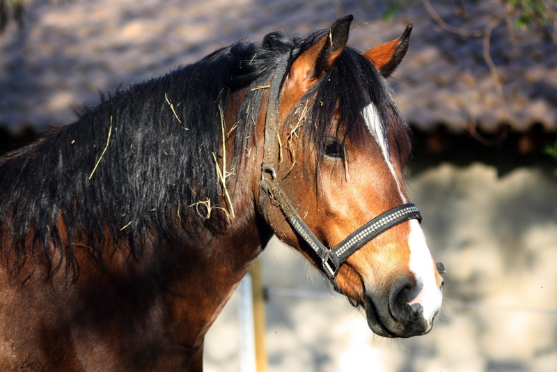 close-up, herbivorous, equine, profile view, livestock, domestic animal, field, mane, 2K, black, animals, agriculture, domestic animals, nature, head portrait