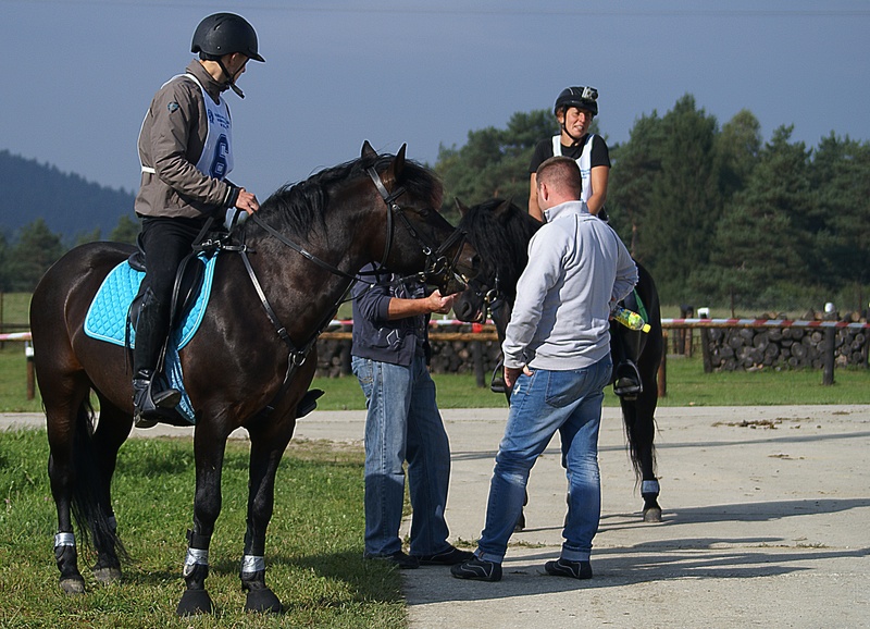 sunny, animal wildlife, conversation, sports Track, jockey, games, ride, animal, leisure activity, domestic, thoroughbred Horse, horses, equestrian Event