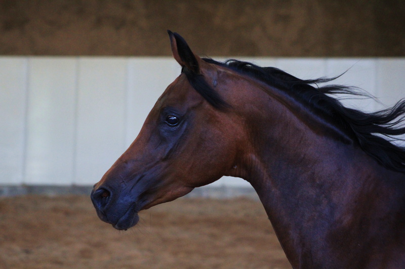 black, domestic, horse Racing, pferdeportrait, outdoors, riding, day, domestic animals, vertebrate, animal portrait, 5K, animal body part, livestock, nostrils