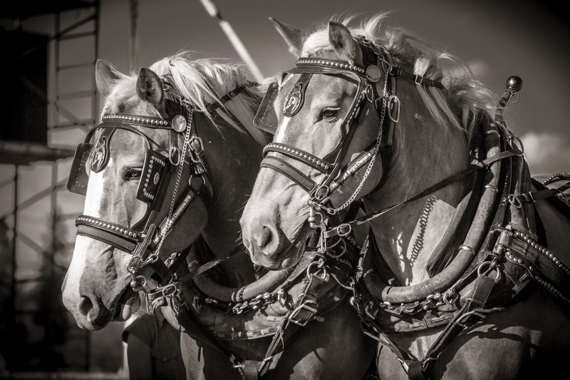 horse, harness, fair, domestic animals, animal wildlife, work, field, draught, day, race, brown, kind, portrait, mammal, ranch, horses, domestic, leather