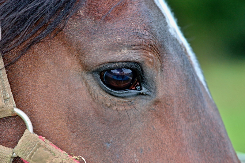 vertebrate, brown horse, animal body part, one person, horse eye, horse head, outdoors, close, animal wildlife, mare, halter, pride, animal, human body part