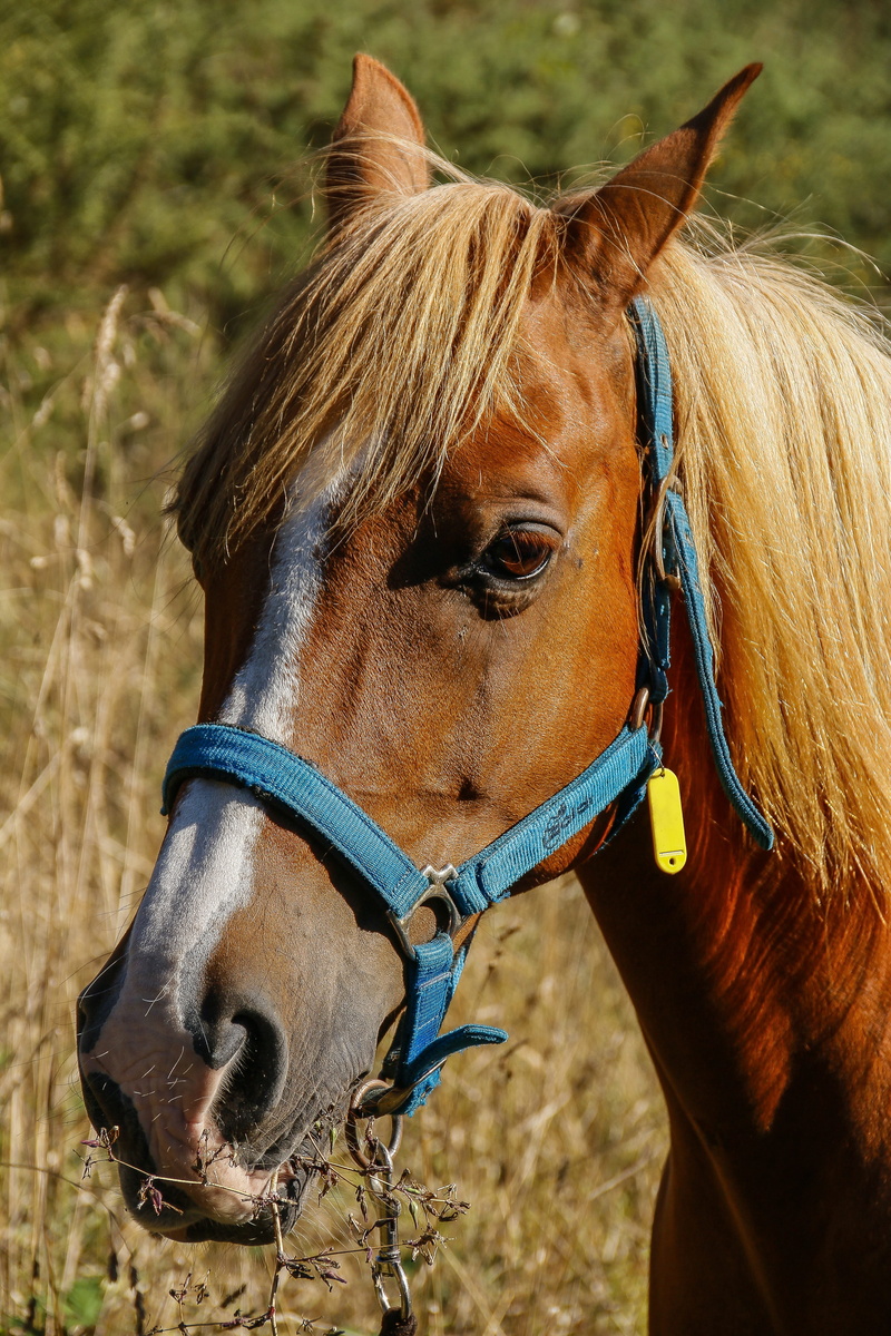 campestre, photography, brown, animal head, bridle, ranch, land, day, horse riding, outdoors, domestic animals, horseback riding, stable, focus on foreground