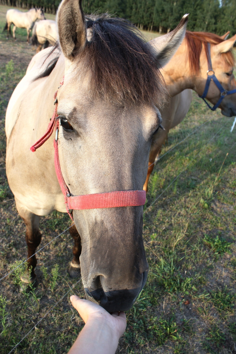 horse head, grass, field, pets, domestic animals, land, the horse, wielkopolska, animal wildlife, horse hide, 4K, touch, ears, animal themes, outdoors