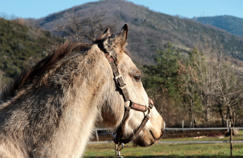 pasture, horseback riding, brown, horse, mammal, two animals, pony, working animal, profiles horses, heads horses, portrait of animals, outdoors, snout