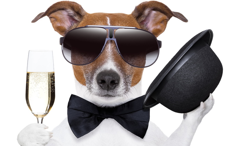 sunglasses, white background, no people, animal themes, fun, Cheers!, indoors, gatsby, close-up, domestic, refreshment, jack russell terrier, glasses, humor