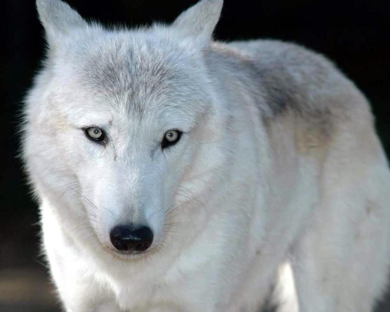 720P, wolf, white