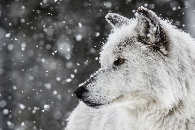 one animal, 720P, animal head, vertebrate, looking, domestic, canine, animal, snow, white, animals, extreme weather, dog, animal themes, wolf, profile view