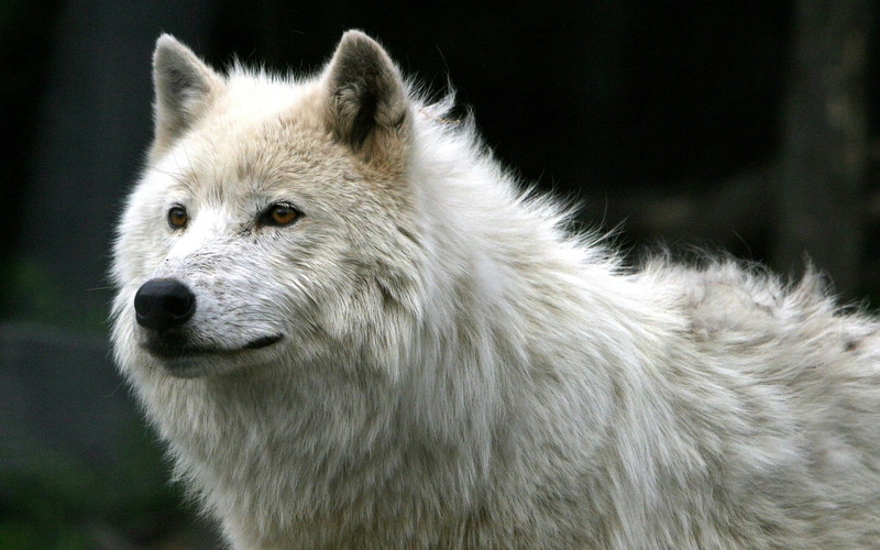 animal wildlife, outdoors, focus on foreground, 1080P, animal, white, close-up, looking, nature, animal head, animals in the wild, dog, one animal, snout