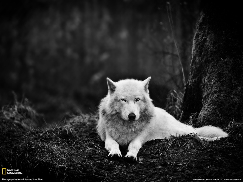 gray, nature, tree, dog, best, animals in the wild, portrait, washington, pets, 1080P, geographic, animal wildlife, national, mammal, one animal, no people