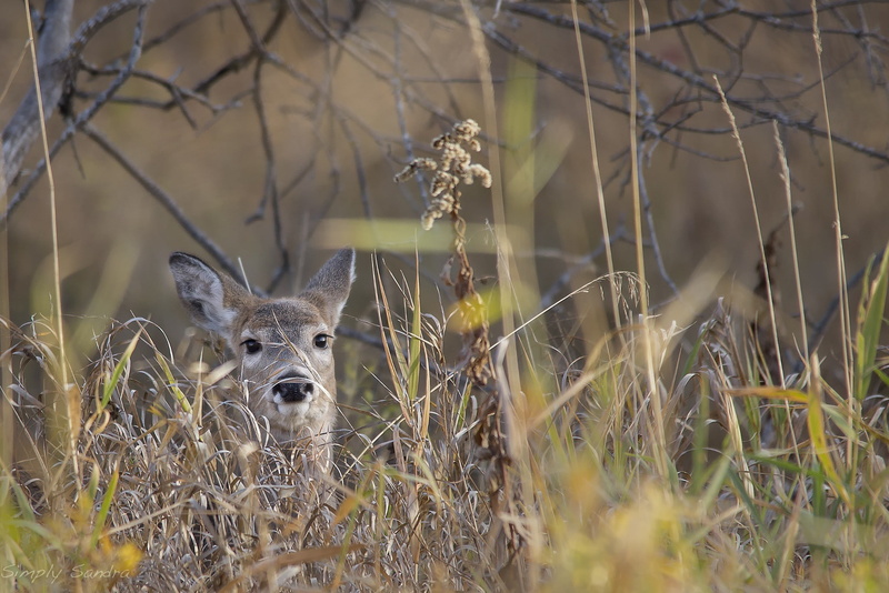 deer, buffalo river state park, Autumn, minnesota, 1080P, moment, indecision, wildlife