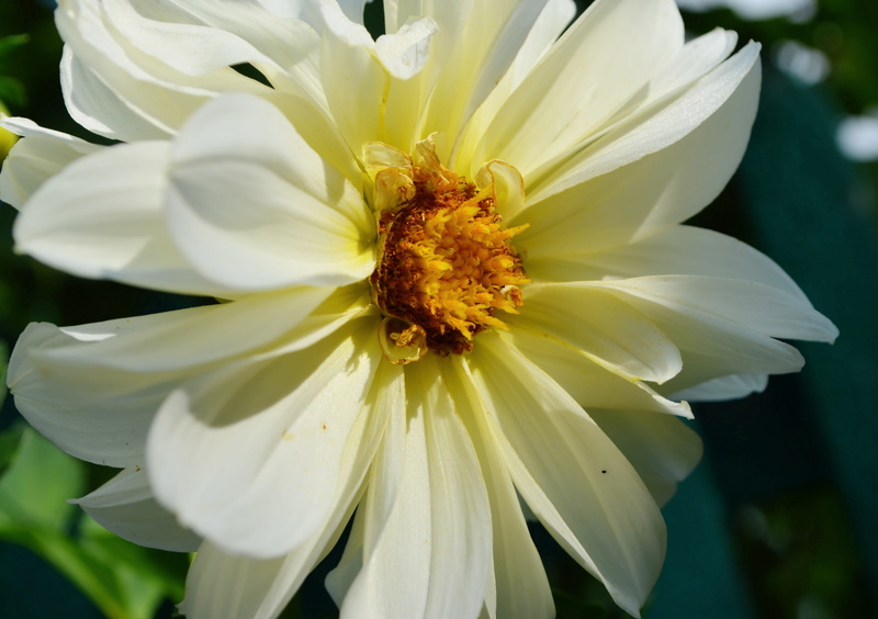 pollen, petal, dahlia, close-up, day, inflorescence, flower head, summer, vulnerability, fragility, beauty in nature, yellow, dacha, white color, flowering plant