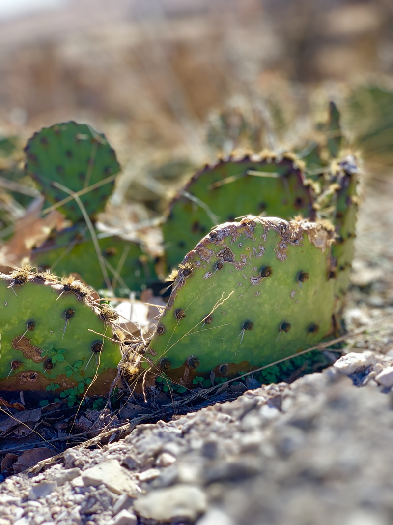 prickly pear cactus, cactus, plant, thorn, sharp, growth, spiked, selective focus, united states, green color, 4K, medicine park, succulent plant, beauty in nature
