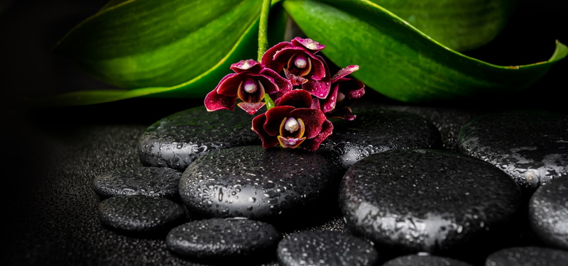 - Ok, Orchid, drops, 4K, stones, branch