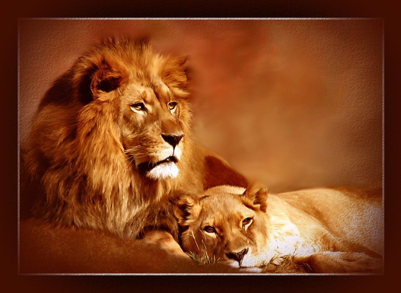 lions, lioness, animal, animals, abstract, 1080P, leo