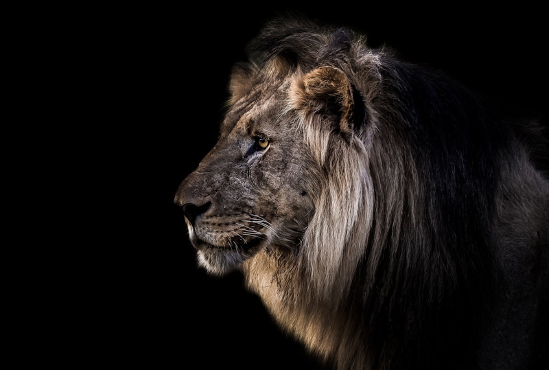 one animal, vertebrate, profile view, male animal, mane, animals in the wild, 1080P, studio shot, background, looking, animal head, Leo, animal, animal themes
