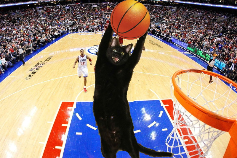 men, competition, team sport, Basketball, Lol, sportsman, spectator, stadium, group of people, cats, basketball - sport, crowd, court, mammal, cat, incidental people