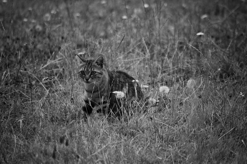 domestic, minet, le chat jeune, noir et blanc, land, animal themes, one animal, animal wildlife, feline, nature, animals in the wild, day, grass, flin