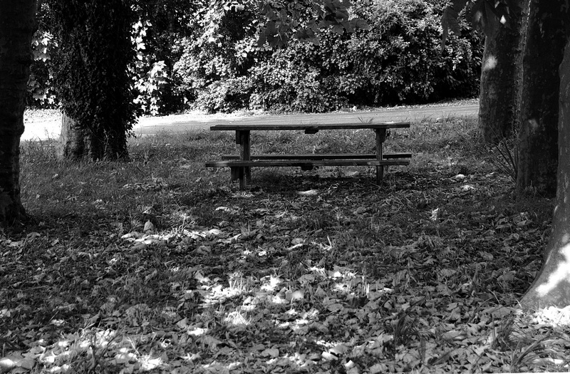 nature, day, seat, park bench, les tables, trunk, tranquility, outdoors, 4K, bois, dtente, plant, land, bancs, tree trunk, bench, sous bois, absence, empty