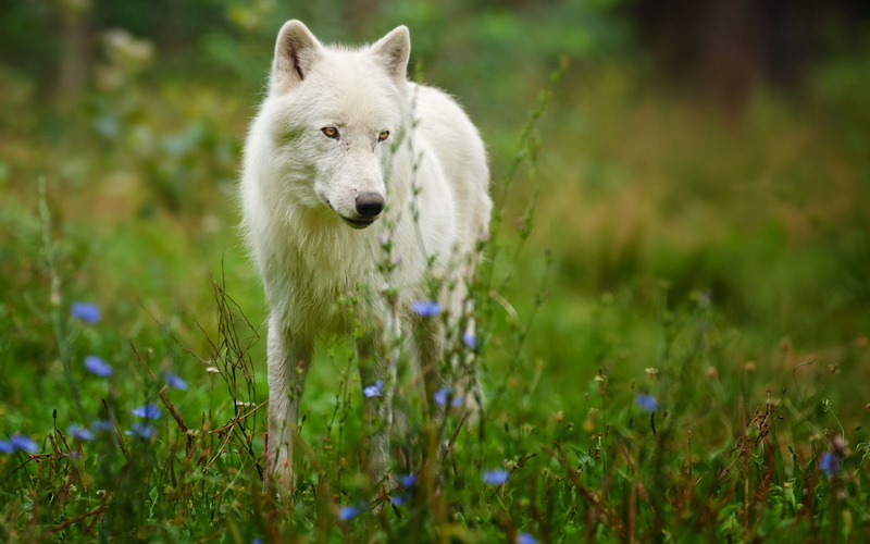 Nose, flowers, 1080P, wolf, grass, nature, wolves, predator, fields, wildlife, animals, fur, ears, landscapes, eyes