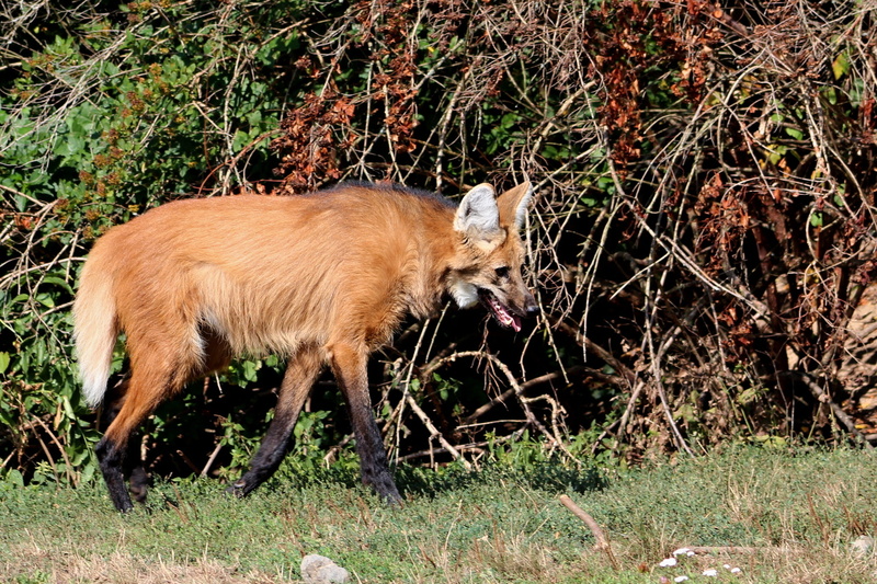 field, zoo, nature, animal themes, herbivorous, animal wildlife, land, carnivore, one animal, vertebrate, sunlight, fauna, animal, grass, plant, wolf, no people