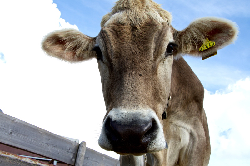 5K, nature, mountain meadows, livestock, looking at camera, cattle, alpine meadow, outdoors, look into my eyes, rest, snout, portrait, brown, close-up