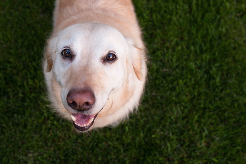 my friend, eyes, 2K, dog, look