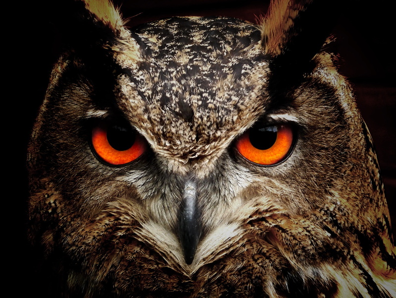 eyes, 1080P, birds, hd, owl