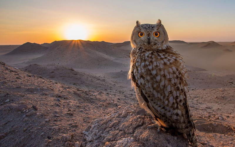 owl, rock, sun rays, Sun, 1080P, sky, animals, hills, depth of field, nature, landscape, yellow eyes, birds