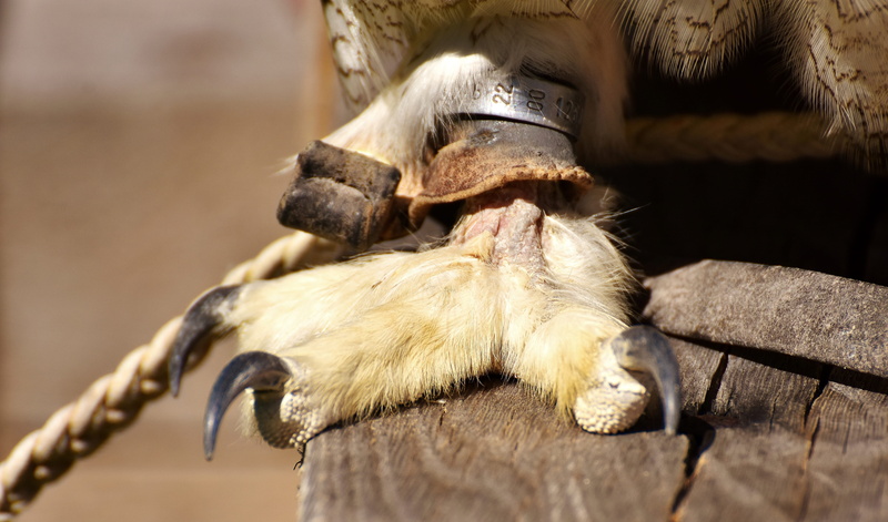 Snow Owl, focus on foreground, Bubo Scandiacus, wildpark poing, cute, Bird, animal body part, animal themes, animal leg, animal mouth, mammal, feather