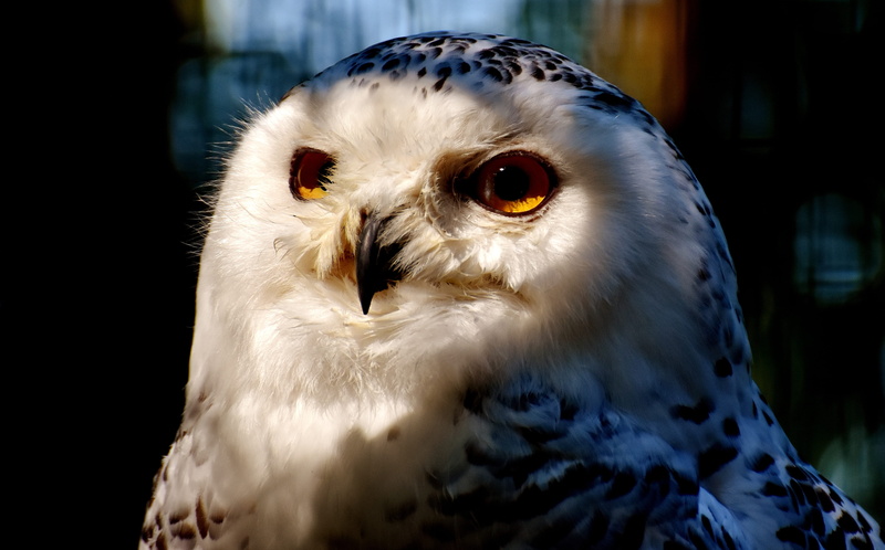 animal themes, eagle owl, animals, white, bird of prey, owl, feather, animal head, animal, animal world, animals in the wild, outdoors, animal wildlife