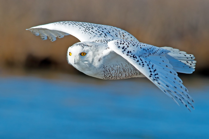 seagull, bird of prey, Flight, animal themes, nature, water, bird, owls, flying, no people, animals, outdoors, one animal, animal wildlife, vertebrate