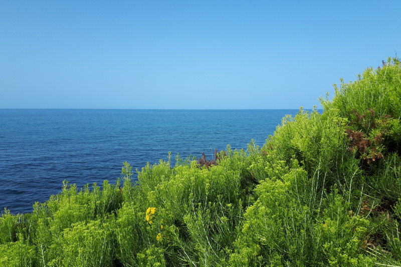 maspalomas, growth, spain, canary islands, green color, grancanaria, sky, land, tranquil scene, clear sky, no people, tree, tranquility, nature, plant
