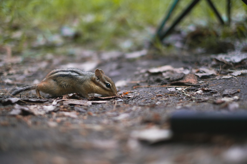 small, animals in the wild, outdoors, eating, chipmunk, 4K, killbear camping, no people, nobel, mammal, nature, plant, animal themes, one animal, tree