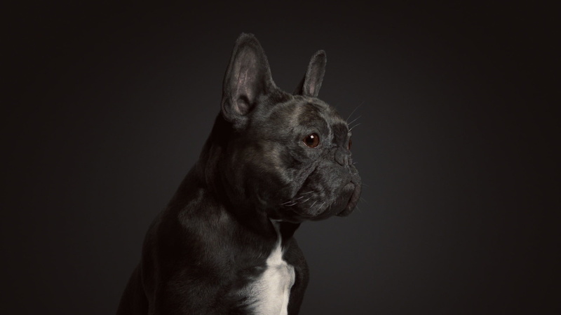 dog, art, 1080P, rendering, Johan Leuf, Oscar the French Bulldog