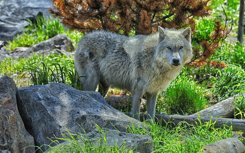 Stones, Wolf, Predator, 1080P, Forest
