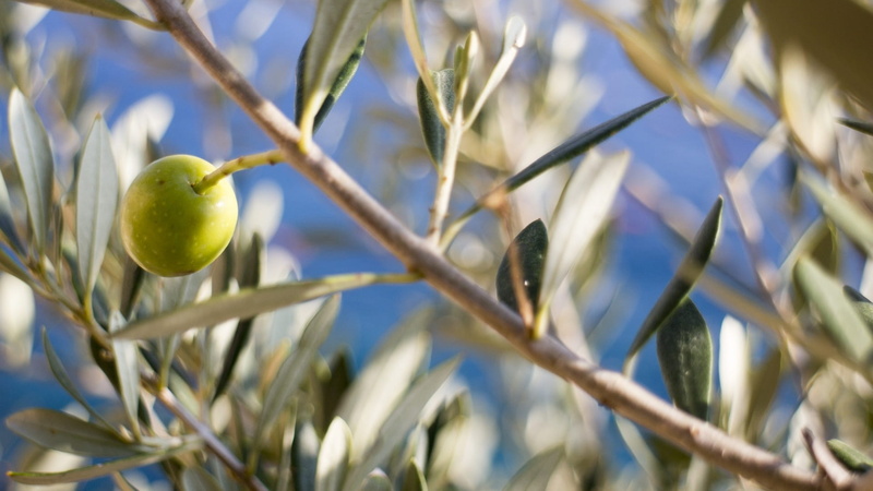 plant, food and drink, no people, olive, animals in the wild, antalya, animal, organic, health, olive fruit, bird, food, animal wildlife, green olive, day