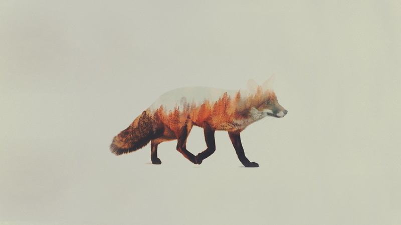 white background, nature, studio shot, mammal, animal, animal wildlife, side view, no people, one animal, 1080P, double exposure andreas lie animals fox